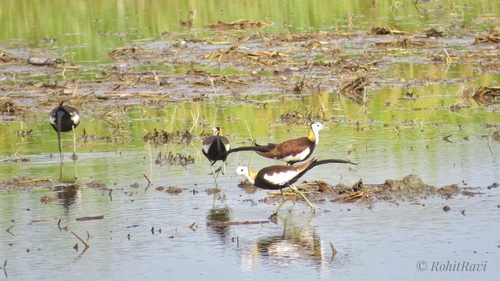 Pheasant-tailed Jacana
