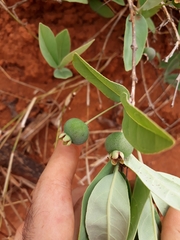 Campomanesia adamantium