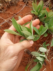 Campomanesia adamantium