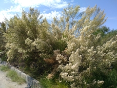 Baccharis neglecta