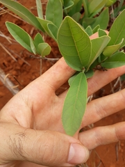 Campomanesia adamantium