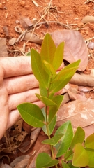 Psidium salutare mucronatum