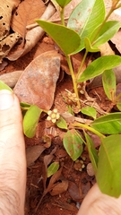 Psidium salutare mucronatum