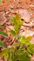 Psidium salutare mucronatum