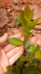 Psidium salutare mucronatum