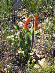 Cyrtanthus obliquus