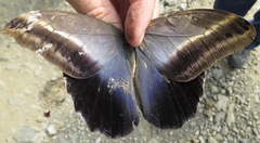Caligo oileus