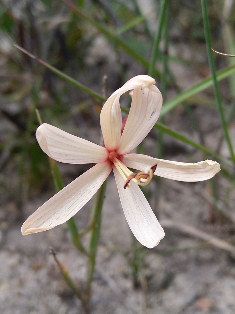 Geissorhiza exscapa, Paarl Farms, Cape Town, 7620, South Africa