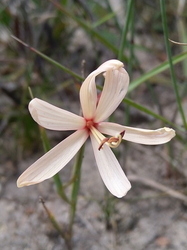 Image of Geissorhiza exscapa by (c) Jacques van der Merwe, some rights reserved (CC BY-SA)