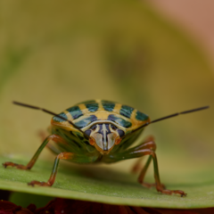 Antestiopsis cruciata