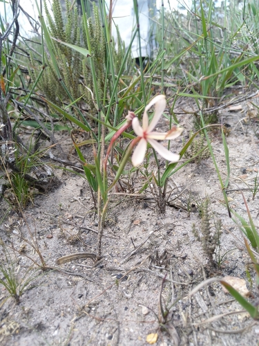 Geissorhiza exscapa
