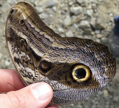 Caligo oileus
