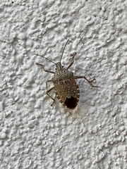 Apodiphus integriceps