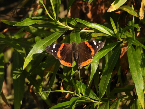 iNaturalist observation photo of Red Admiral