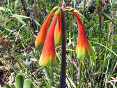 Cyrtanthus obliquus