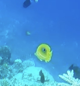 Bluelashed butterflyfish
