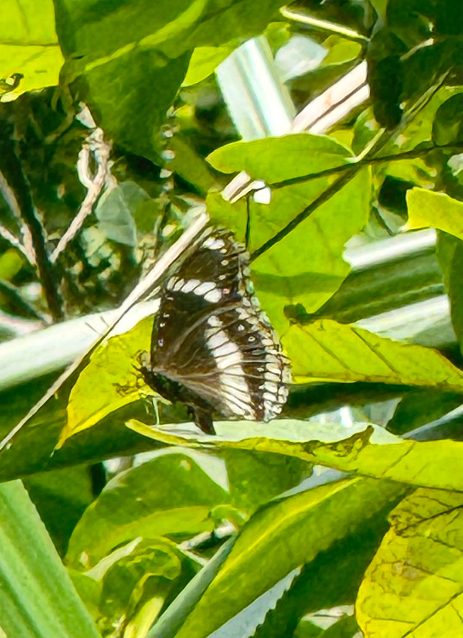 Great Eggfly