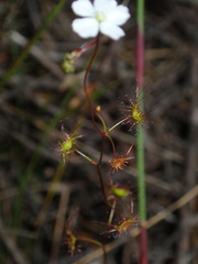 Drosera peltata