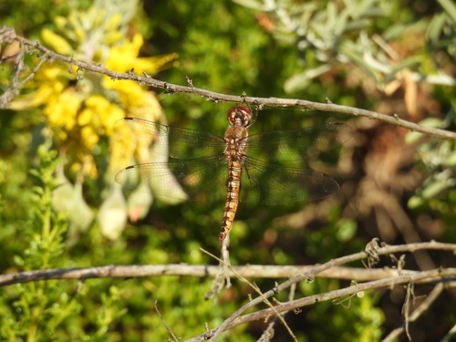 iNaturalist observation photo of Spot-winged Glider