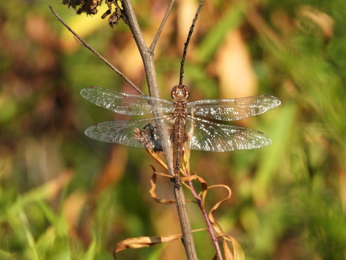 iNaturalist observation photo of Spot-winged Glider