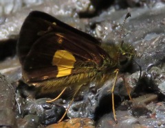 Dalla cypselus