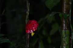 Drymonia coccinea