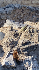 Podarcis siculus