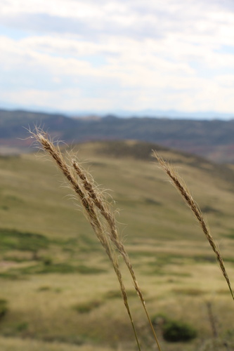 sleepygrass (Achnatherum robustum)