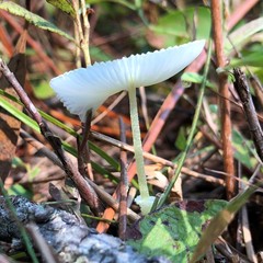 Leucocoprinus fragilissimus image