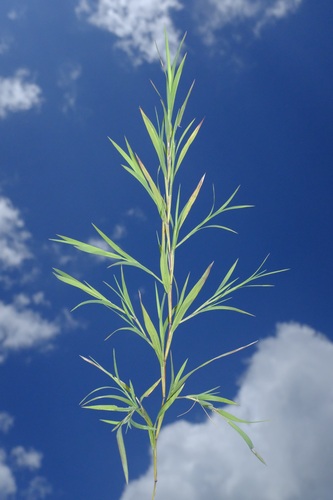 Muhlenbergia glabrifloris