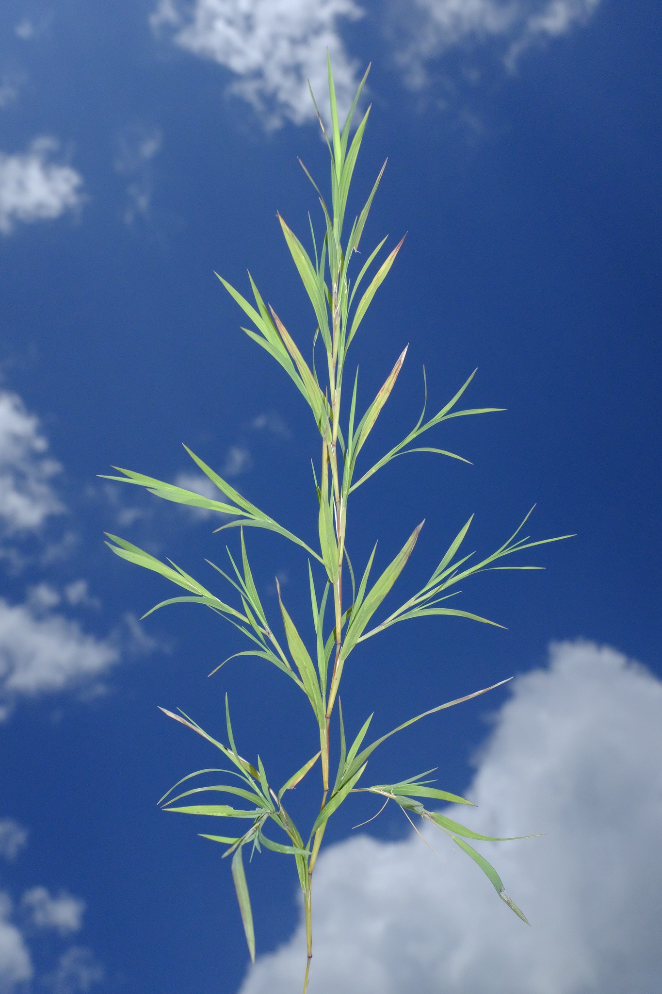 Muhlenbergia glabrifloris