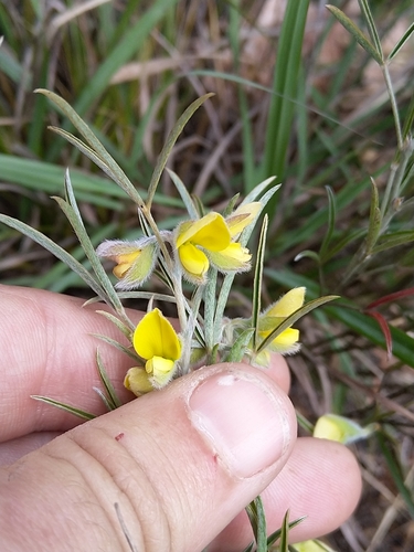 Image of Argyrolobium filiforme by (c) Jacques van der Merwe, some rights reserved (CC BY-SA)