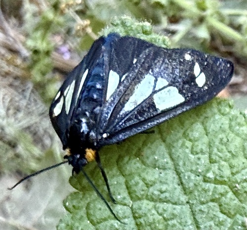 Wild Forget-me-not Moth photo 5