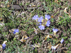 Blepharis procumbens