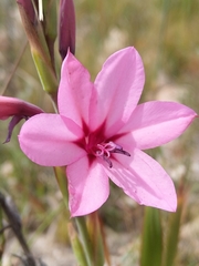 Watsonia strictiflora