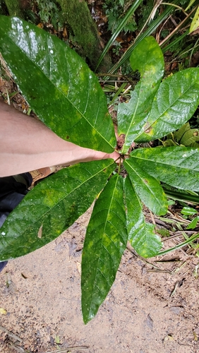 Ficus copiosa observed 2025-07-22