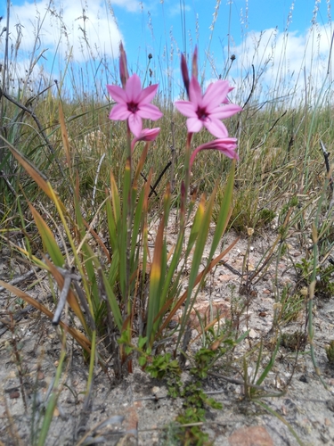 Image of Watsonia strictiflora by (c) Jacques van der Merwe, some rights reserved (CC BY-SA)