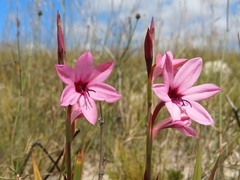 Watsonia strictiflora