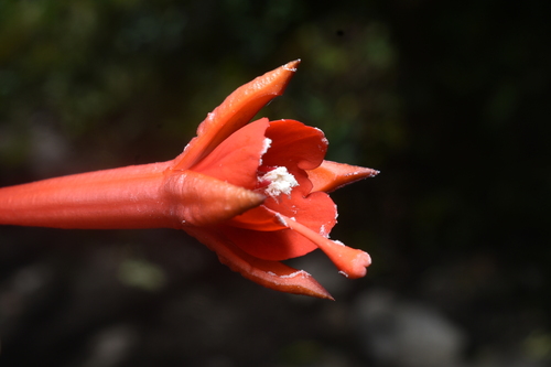 Fuchsia austromontana, photograph 1