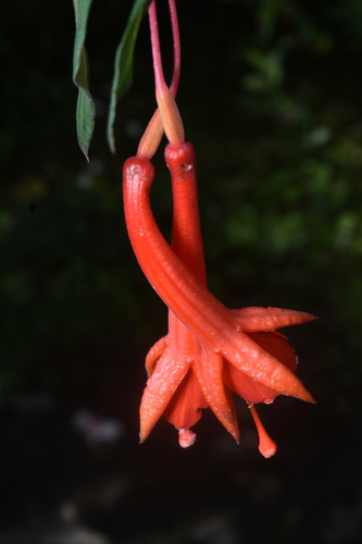 Fuchsia austromontana, photograph 2