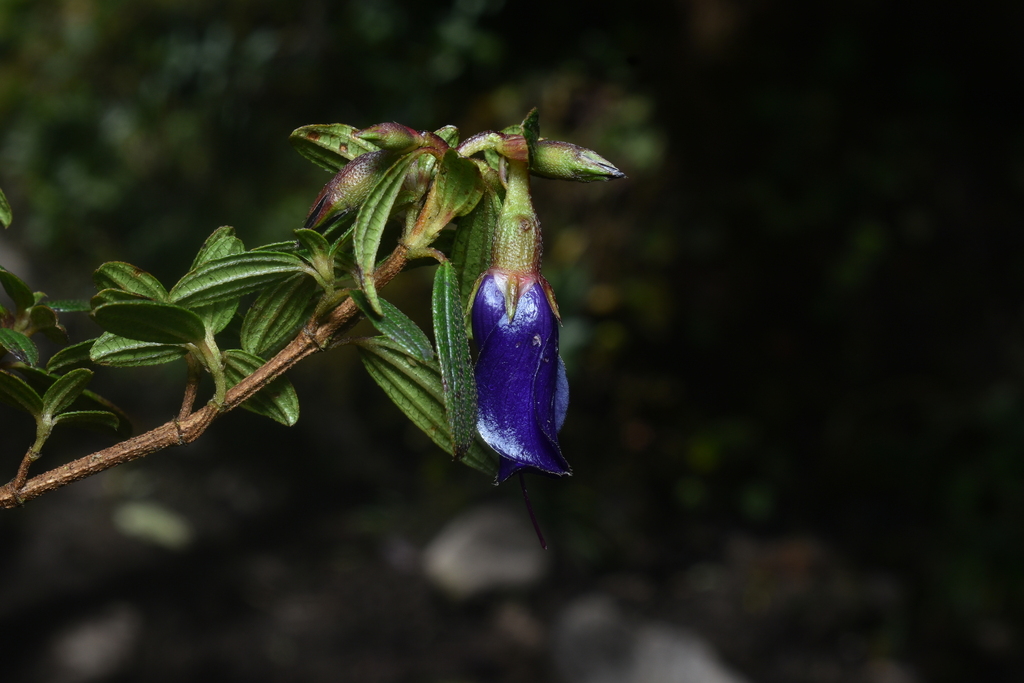 Brachyotum cernuum