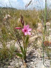 Watsonia strictiflora