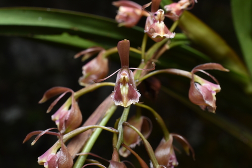 Epidendrum blepharichilum Kraenzl.
