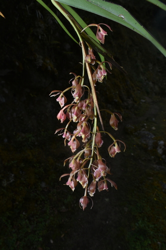 Epidendrum blepharichilum Kraenzl. 2
