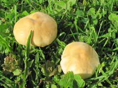 Agrocybe acericola