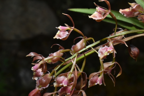 Epidendrum blepharichilum Kraenzl. 3