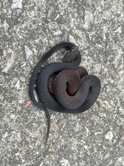 Mountain Keelback photo 2