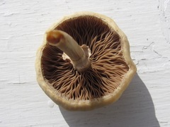 Agrocybe acericola
