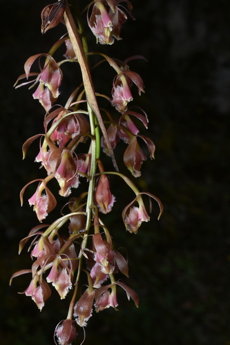 Epidendrum blepharichilum Kraenzl. 4