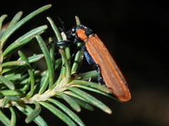 Rhinotia haemoptera